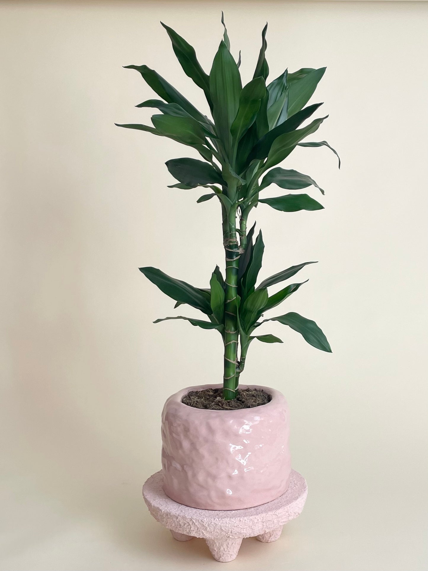 Ceramic planter by Fanny Ollas