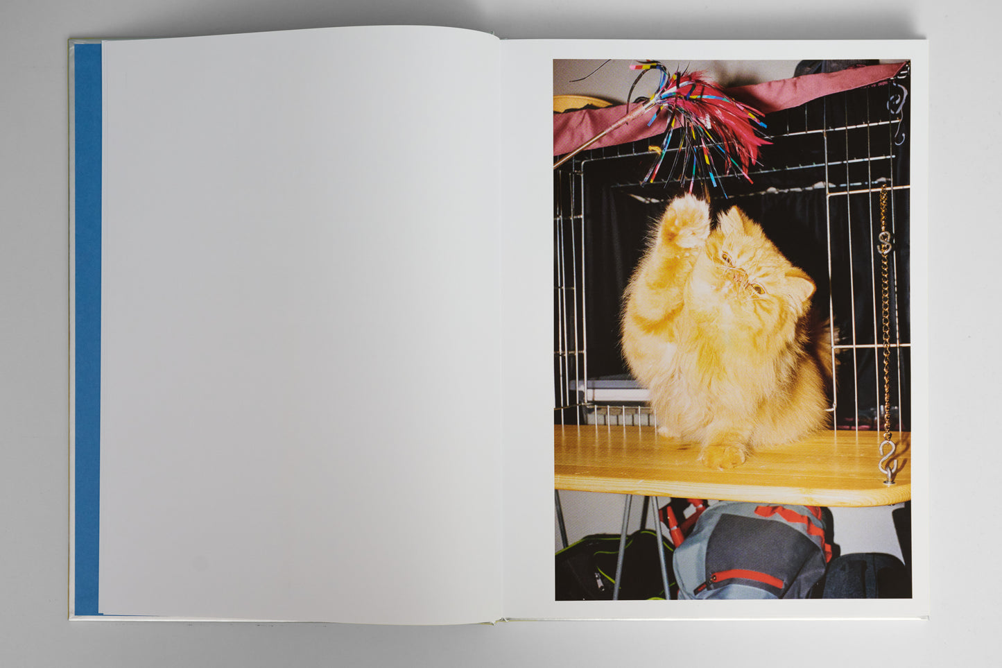 ”The Best Cat in the World” book by Felix Swensson and Carl Sander